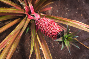 Red pineapple growing on a plantation on Oahu island, Hawaii