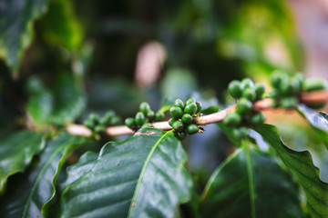 Green coffee fruit on coffee plantation on Oahu island, Hawaii