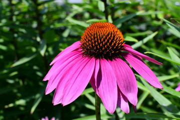 coneflower in the garden