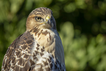 Hawk
