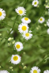 Little White Yellow 5