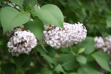 White Lilac 1
