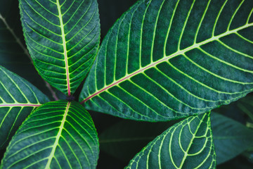 Big leaves background image taken in tropical forest of Hawaii