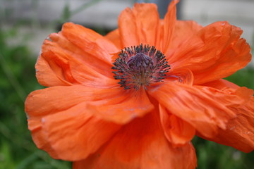 Poppy 7