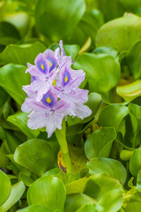 Flowering Water Hyacinth (Eichhornia Crassipes) in a pond in Montego Bay, Jamaica