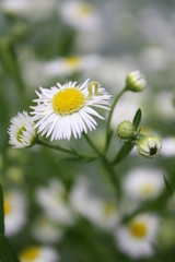 Little White Yellow 4