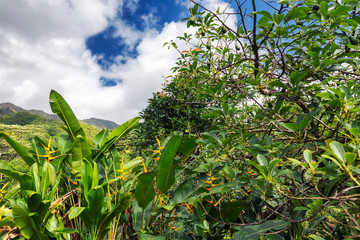 Avocado tree and other tropical plants in garden, Oahu island, Hawaii