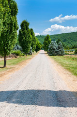 Fototapeta na wymiar Country road with cypress trees. Landscape countryside