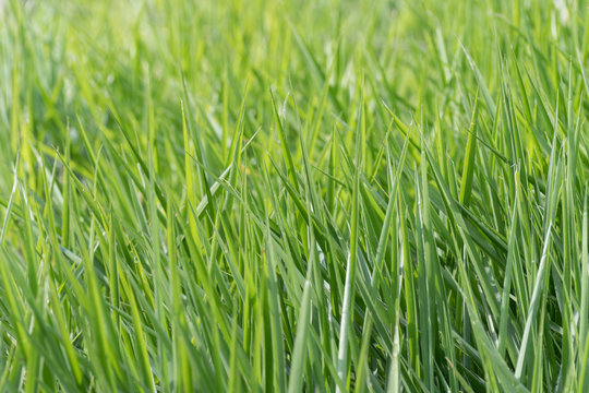 Blades of tall lush healthy green grass growing in a field. Grass only. Natural abstract nature patterns. Background image with space for text.