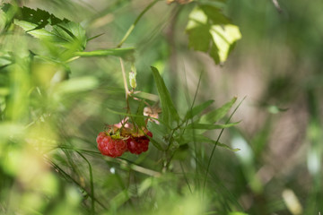 Close up of wild raspberries found in a forest