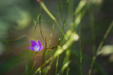 Wild flower seen in Rodopi mountain, Bulgaria