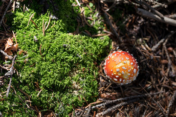 Close up of Amanita muscaria (fly agaric or fly amanita)