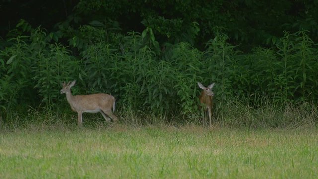 Doe deer walks out of a forest next to a buck