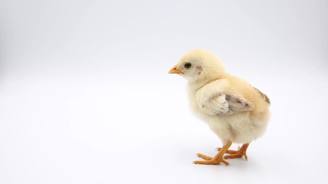 Cute baby chick standing alone. Isolated on white background