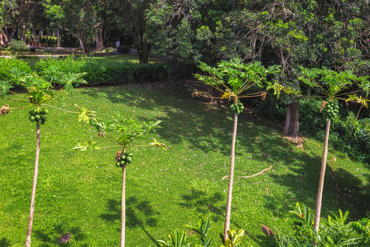 Four papay trees view in tropical garden on Oahu island, Hawaii