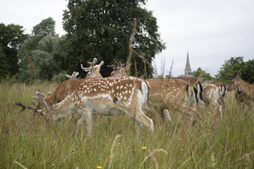 Deer the Grass
