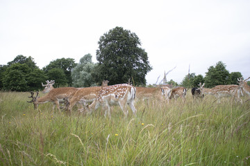 Deer the Grass