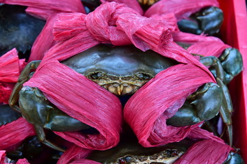 Sea crab got tied up with plastic rope on the market in Vietnam. Close-up