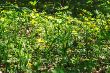Yellow flowers in the forest with blurred grass in front