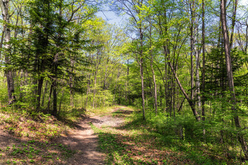 Old road through the forest in Russia