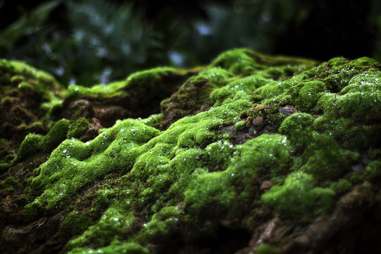 Beautiful green mosses on the rock stones in tropical and rain forest with dark green forest leaves background 