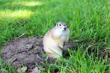 Very fat gopher sitting and eating on the lawn. Animal closeup
