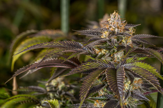 Scooby Snacks Live Cannabis Flower 03