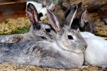 Naklejka na ściany i meble Lovely cute rabbit bunny in the rabbit zoo