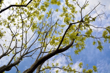 初夏の黄金色の新葉をつけたニセアカシア’フリ－シア’（Robinia pseudoacacia'Frisia'）
