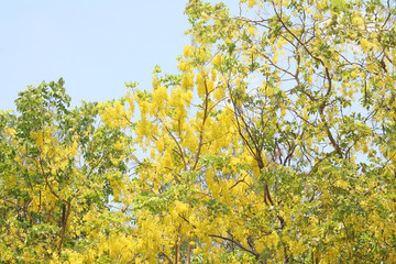 Golden shower or Ratchaphruek flowers blooming on branch of tree on blue sky background