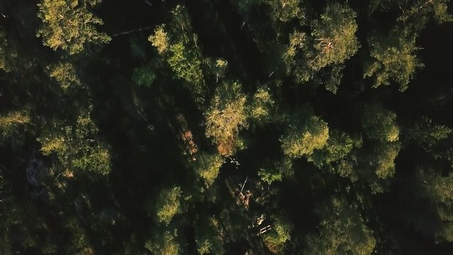 Flying over a forest in the sunset with birdseye veiw.
