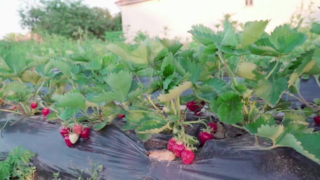 Strawberry field in a hungarian village called Cs&ouml;k&ouml;ly in Somogy. It is a famous about good quality strawberry. Ridge planting strawberry with plasticulture method.
