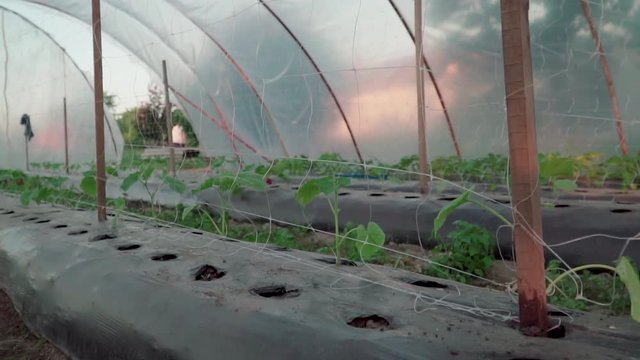 Garden in a hungarian village called Cs&ouml;k&ouml;ly. Foil tent garden. Ridge planting Cucumber and paprika.