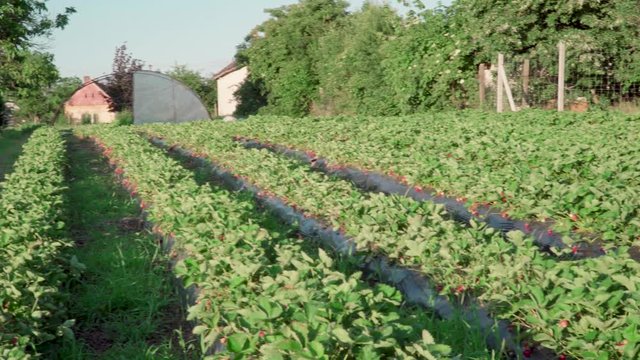 Strawberry field in a hungarian village called Csököly in Somogy. It is a famous about good quality strawberry. Ridge planting strawberry with plasticulture method.