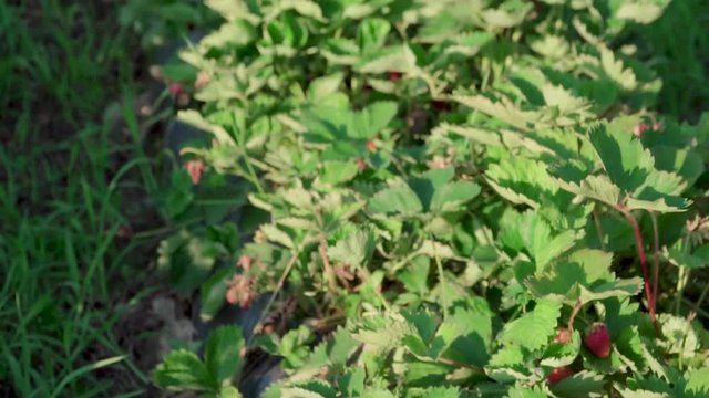 Strawberry field in a hungarian village called Cs&ouml;k&ouml;ly in Somogy. It is a famous about good quality strawberry. Ridge planting strawberry with plasticulture method.