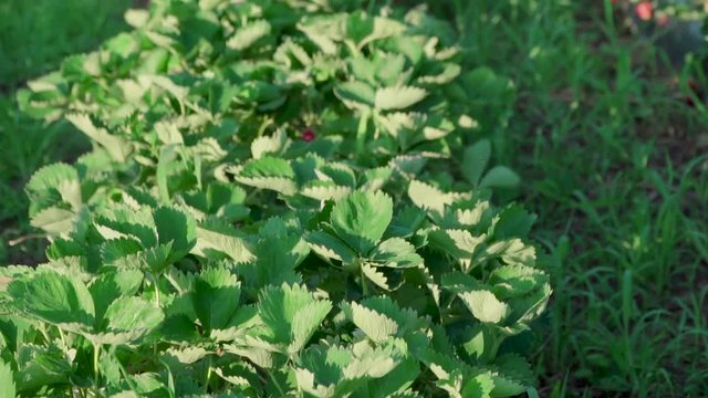Strawberry field in a hungarian village called Cs&ouml;k&ouml;ly in Somogy. It is a famous about good quality strawberry. Ridge planting strawberry with