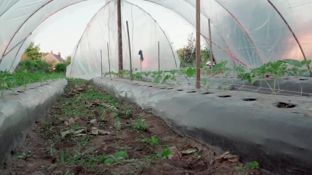 Garden in a hungarian village called Cs&ouml;k&ouml;ly. Foil tent garden. Ridge planting Cucumber and paprika.