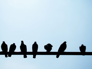 shadow of pigeons