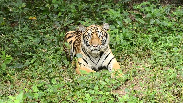 bengal tiger in a forest atmosphere