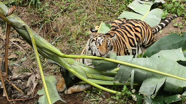 bengal tiger in a forest atmosphere