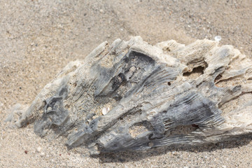 detail of sand coral and shell after water down.