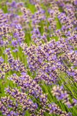 Fototapeta premium purple lavender flower field in vertical frame