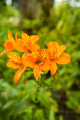 orange lily flowers with green background