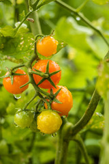 fresh cherry tomatoes covered with rain drops on the vein in the garden.