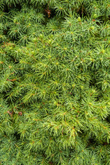 Fototapeta premium texture background of green pine needles 