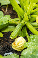small green zucchini with fallen yellow flower in the garden