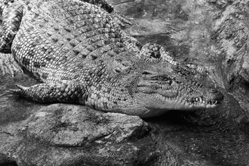 Crocodile 