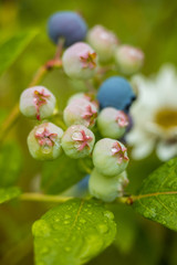 couple fresh blue berries on the vein in the garden.