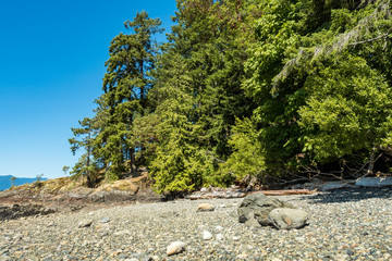 forest near the rocky coast line under the blue sky