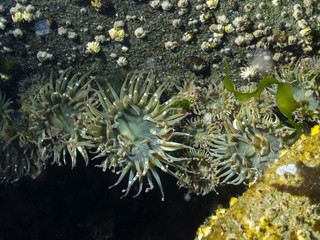 Naklejka na ściany i meble Aggregating Sea Anemone (Anthopleura elegantissima) This intertidal anemone was photographed off the southern Gulf Islands of British Columbia.